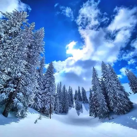 Ogorjelica Jahorina